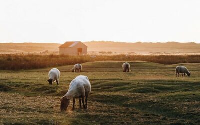 Les Prés Salés de Regnéville-sur-Mer : Une Immersion dans la Nature Normande, Regnéville-sur-Mer, Manche, Basse-Normandie