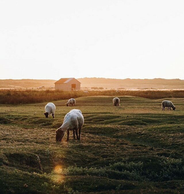 Les Prés Salés de Regnéville-sur-Mer : Une Immersion dans la Nature Normande, Regnéville-sur-Mer, Manche, Basse-Normandie